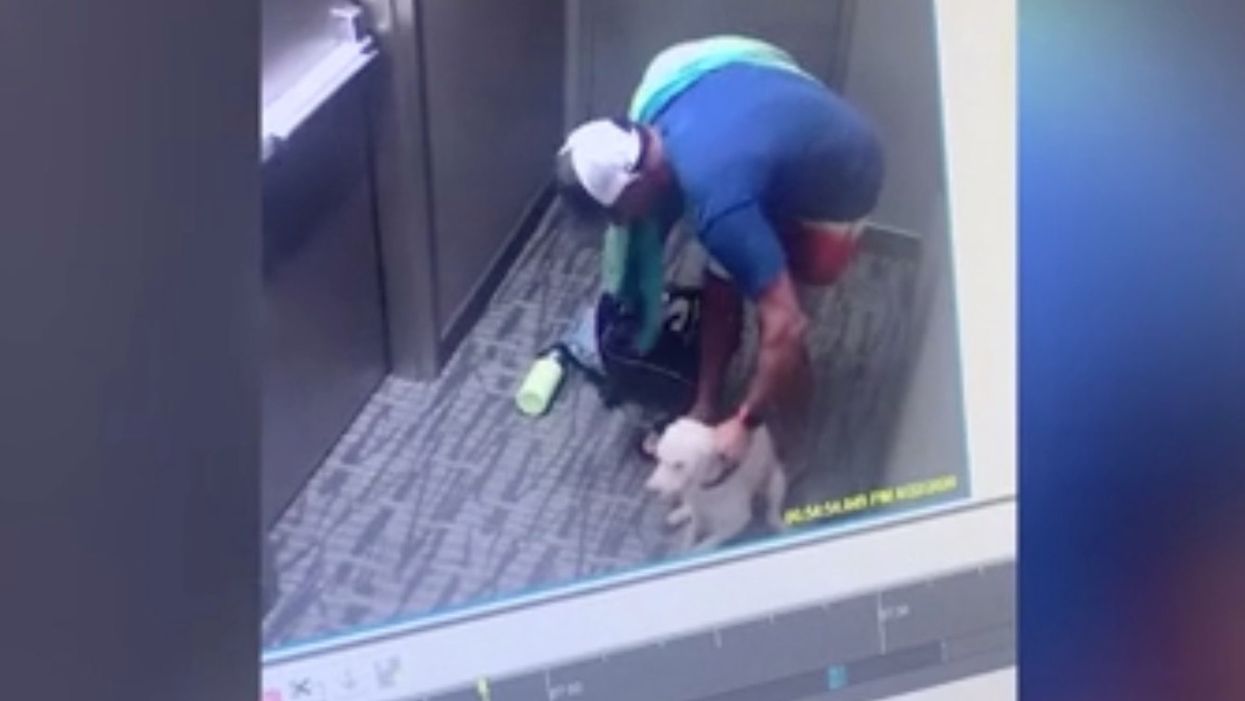 Los Angeles CEO caught on security video angrily slapping and beating his dog