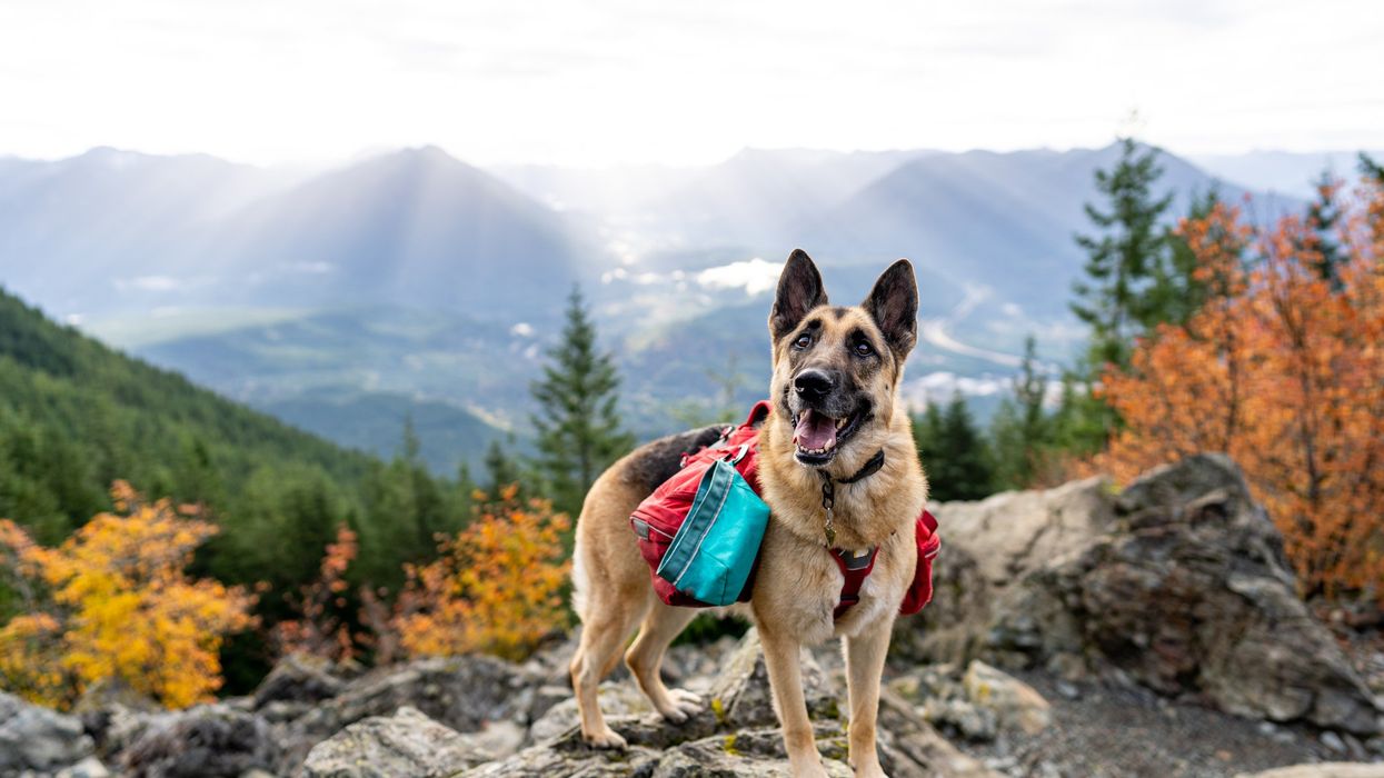 Loyal dog found alive next to the remains of his owner, a hiker who went missing months ago: 'It just brings us all to tears'