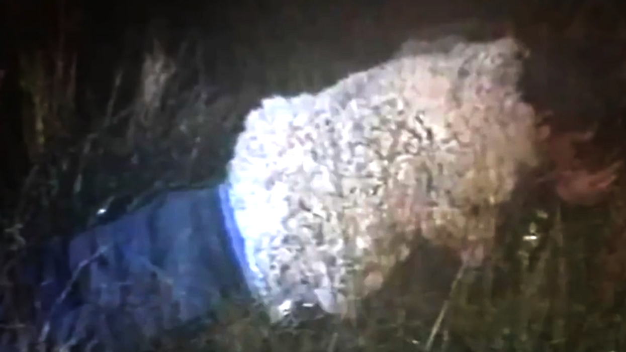 Man attempts prison escape dressed as a sheep, uses fleece coat to mimic animal