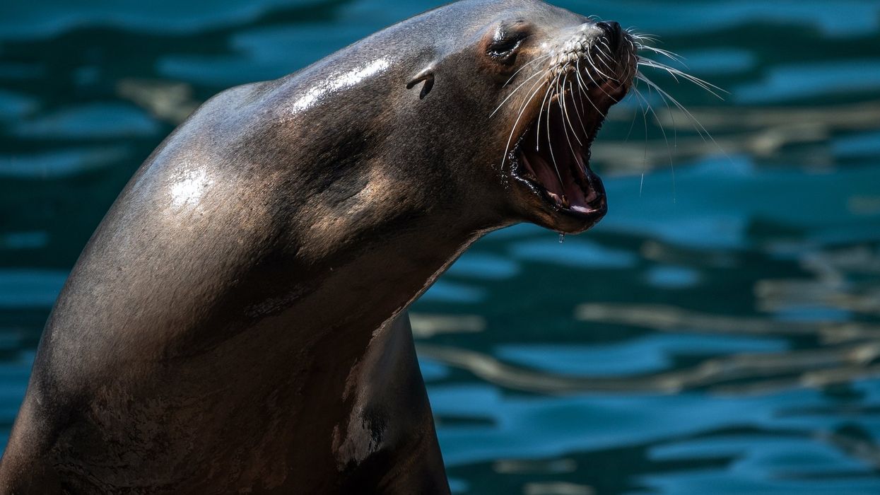 Man decapitated sea lion on Christmas day and rode away on e-bike with its head, California officials say