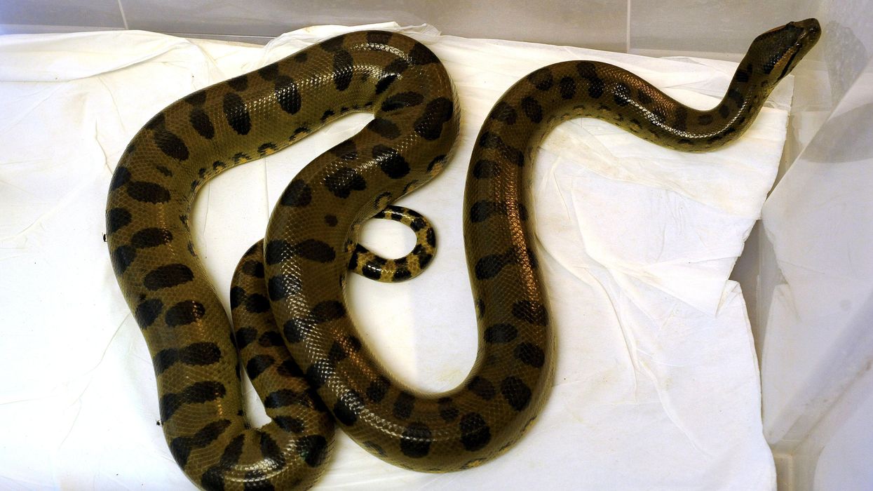 Man learns the hard way that he should check for snakes before sitting on the toilet