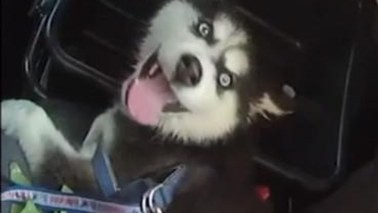 Man locks puppy in car for hours with its mouth taped shut in Las Vegas heat while he gambles in air-conditioned casino: Report