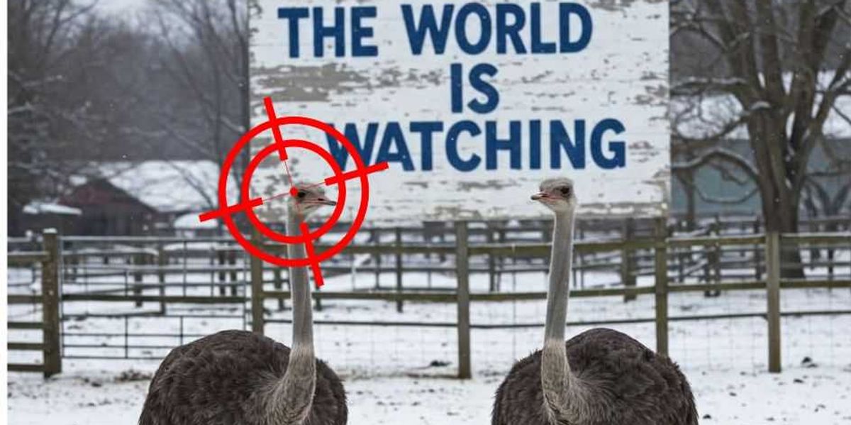 Marked for death: Government slaughter of hundreds of ostriches to proceed
