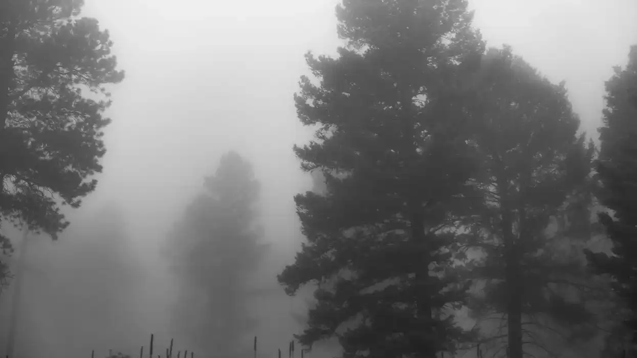 Mary Gaitskill's punk realism