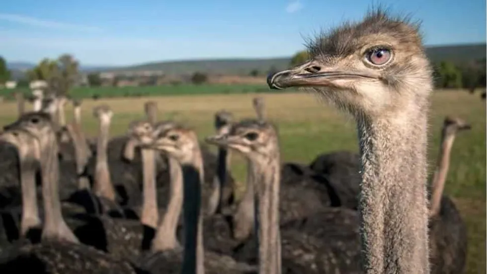 Massacre at Universal Ostrich Farms: Canada kills hundreds of birds despite no evidence of avian flu