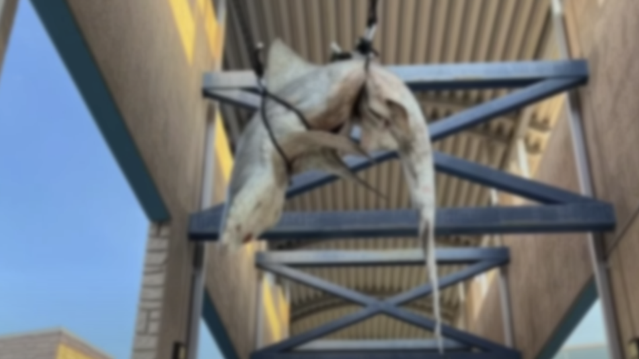 Massive dead shark found hanging from rafters at Florida high school shocks students: 'It's kind of gruesome'