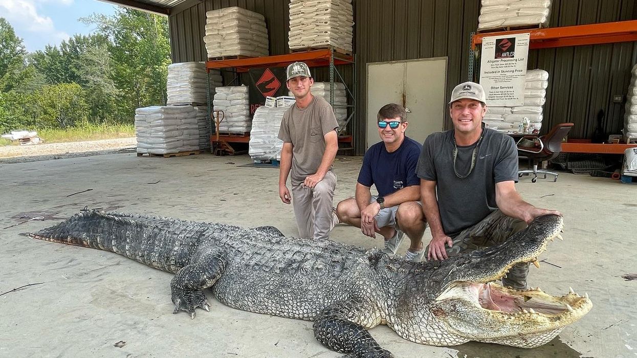 Mississippi gator hunters bag a record-setting leviathan after a 7-hour battle: 'It was pandemonium. It was chaos.'