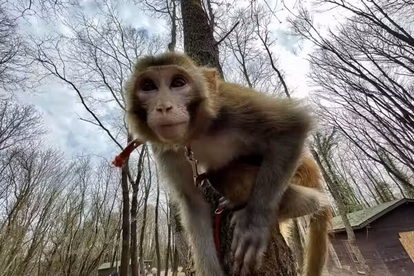 Mom of 5, pastor both fatally shoot escaped monkeys; authorities provide update on frantic search for animals