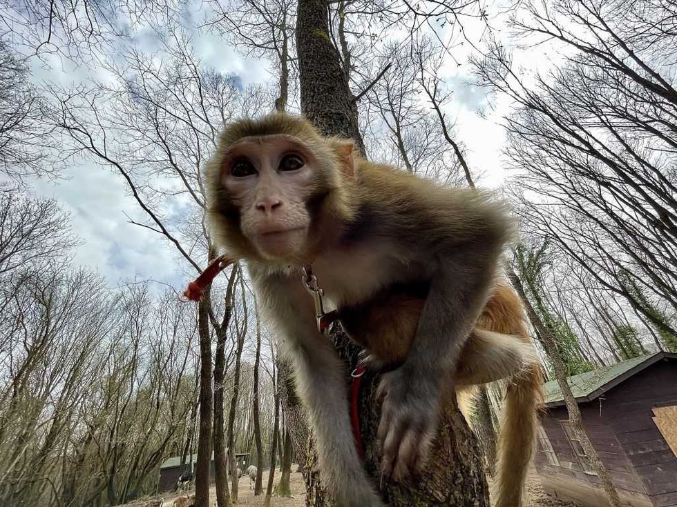 Mom of 5, pastor both fatally shoot escaped monkeys; authorities provide update on frantic search for animals