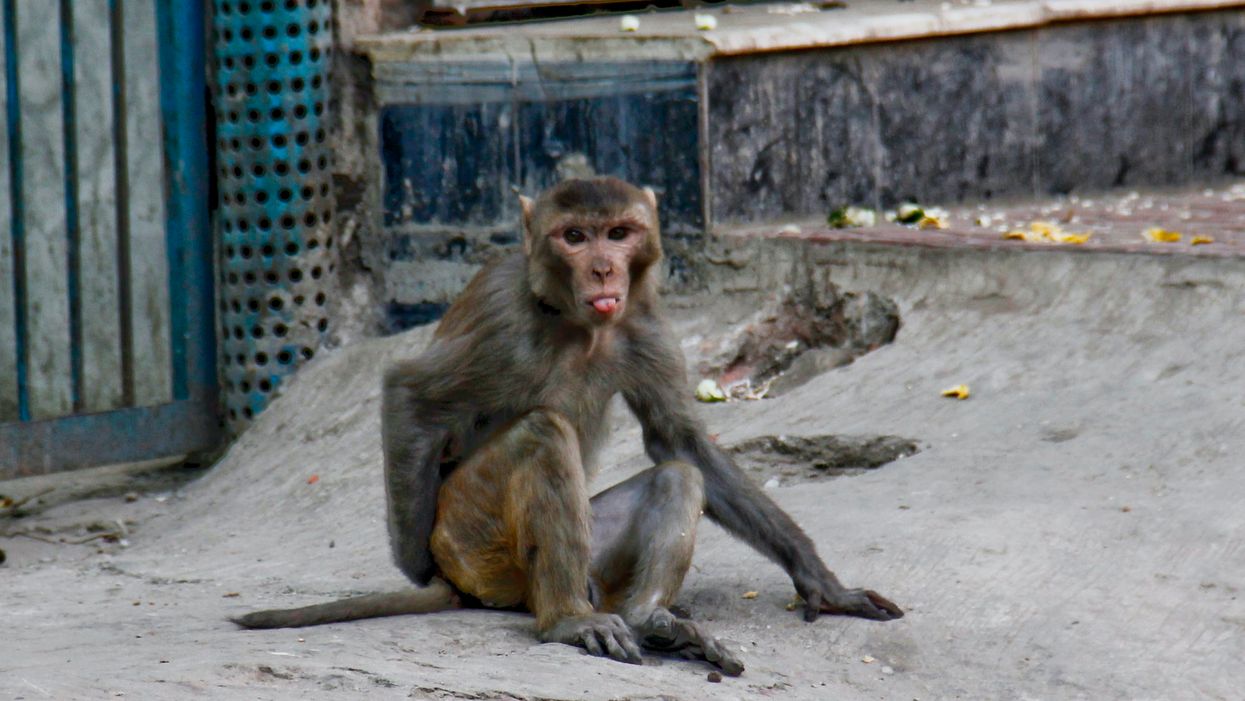 Monkeys attack lab worker, steal COVID-19 samples as 2020 continues to use critters to try to kill us all