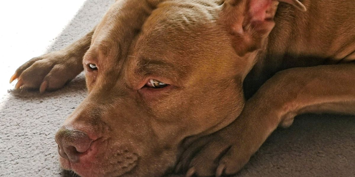 Dog burned alive in NYC — and still no national abuser registry Dog burned alive in NYC — and still no national abuser registry