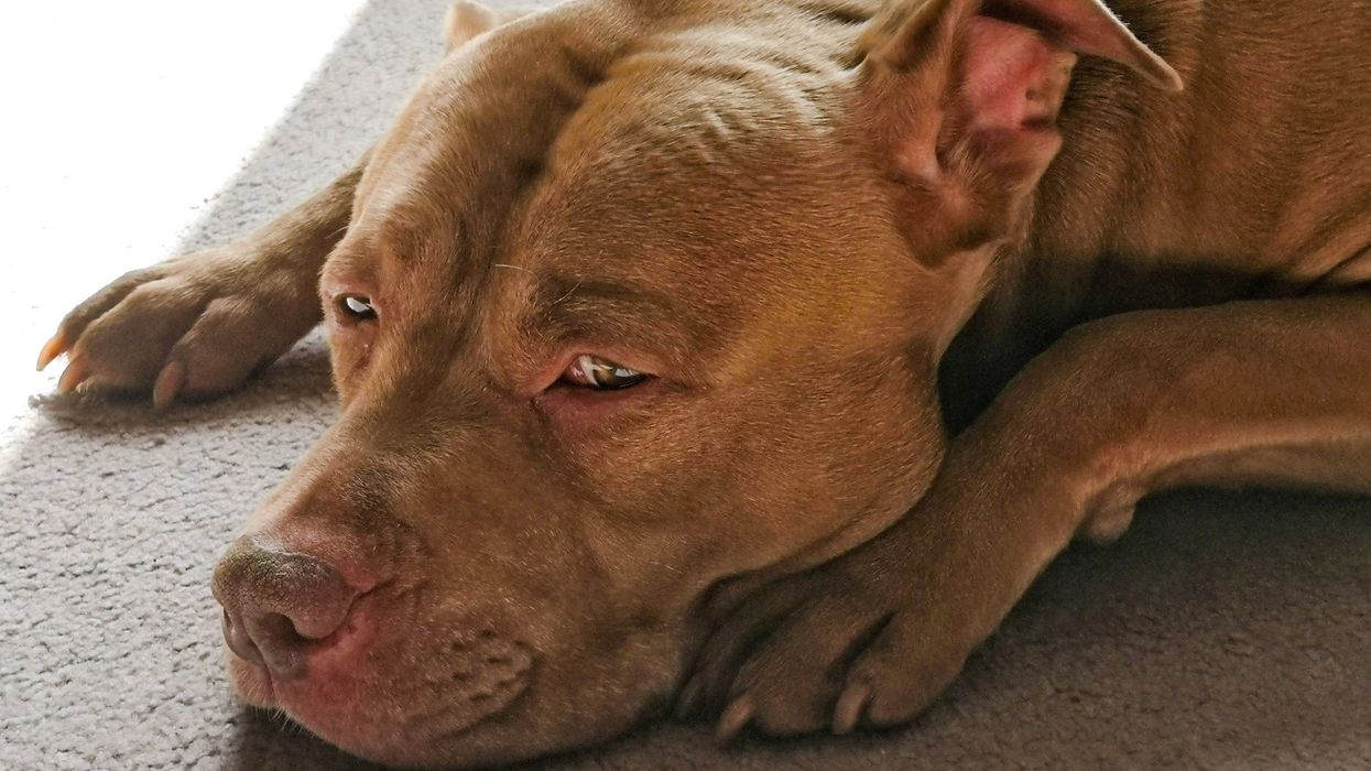 Monster who torched dog gets no bail, no jail, no justice