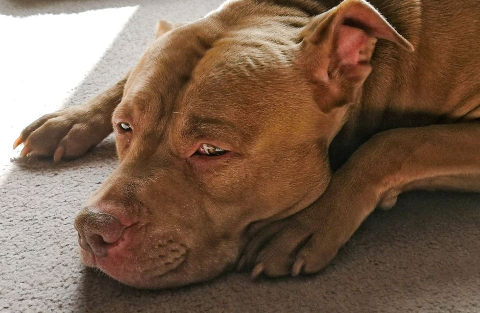Monster who torched dog gets no bail, no jail, no justice