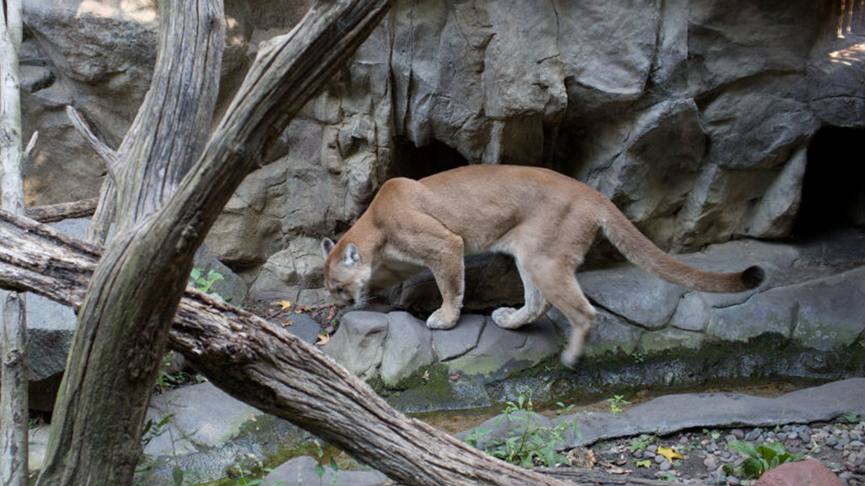 Mountain lion attacks man's head while he sits in a hot tub, officials say the cat 'didn't recognize the people'