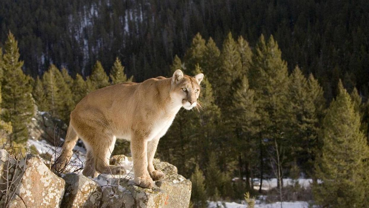 Mountain lion resists arrest, leading police on chase through neighborhood back yards