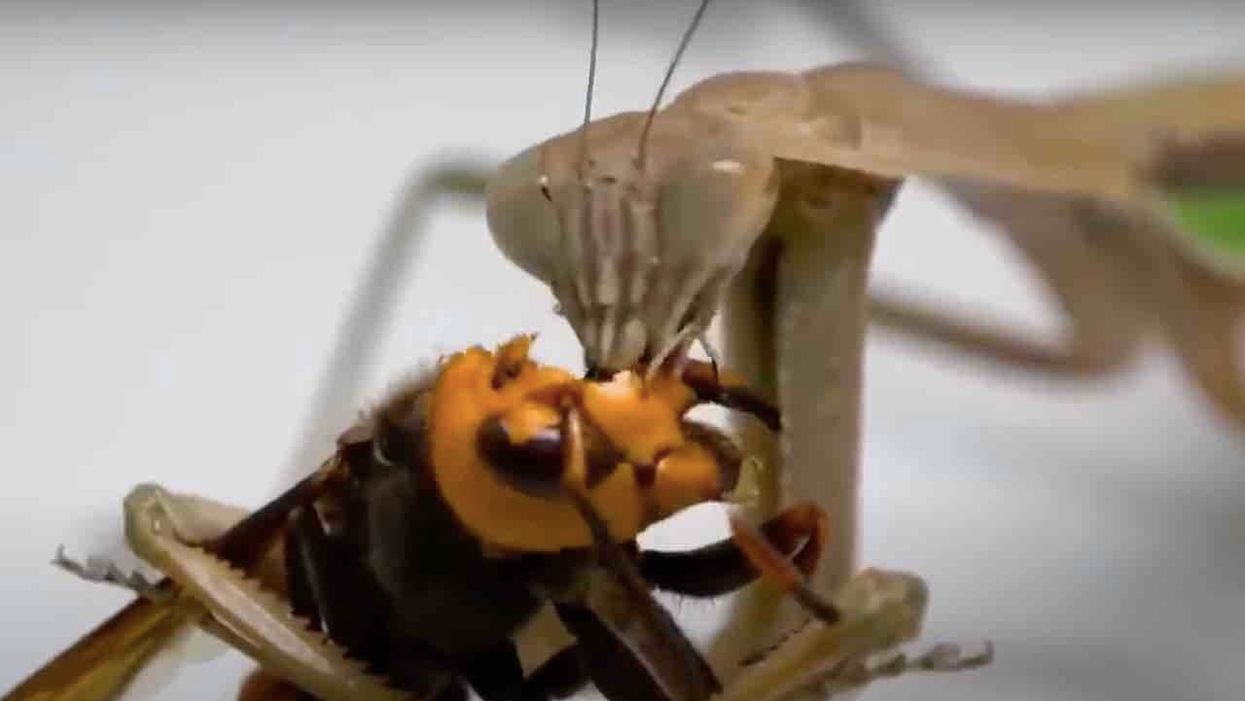 'Murder hornet' meets ghastly end as praying mantis clamps down, takes bites from its head until it's gone