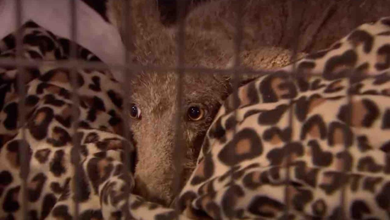 Mystery animal rescued from wild 'went berserk' in shelter, 'demolished' crate, climbed shelves, 'chewed' window seals — and escaped. But what is it?