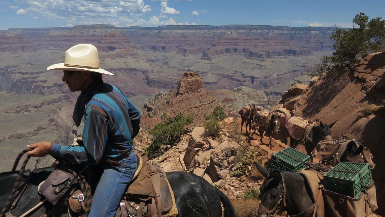 National Park Service officials call for volunteers to shoot bison in the Grand Canyon — 45,000 apply for a dozen spots