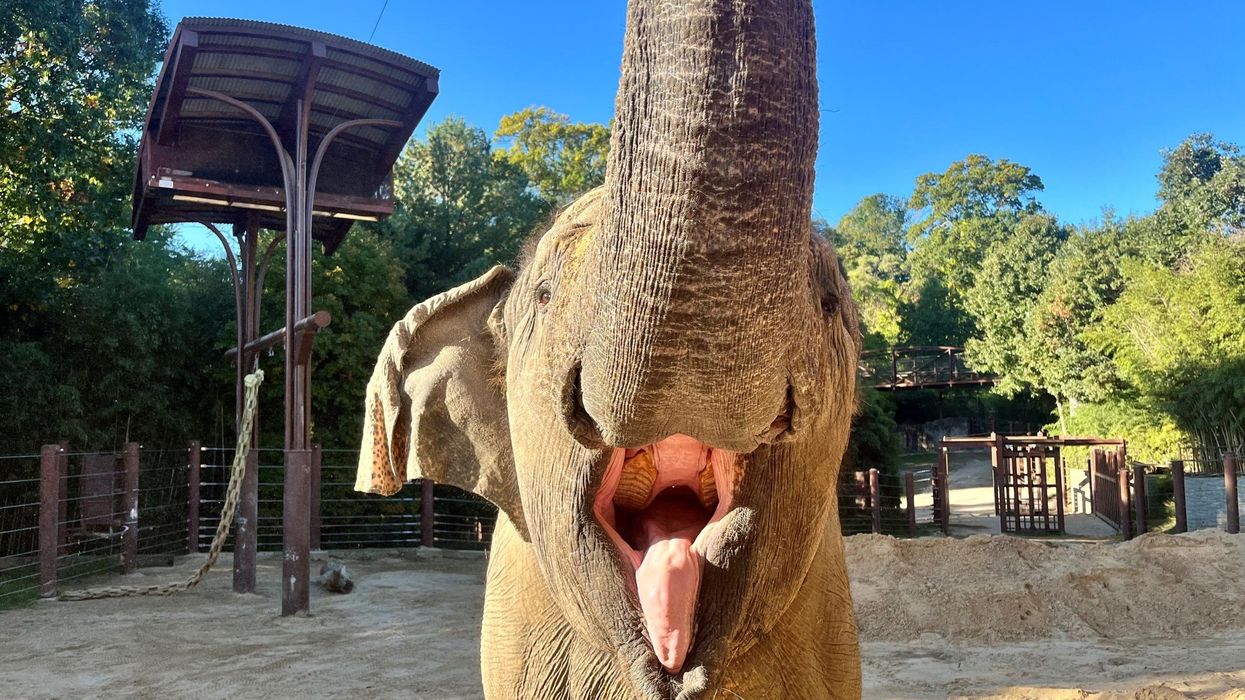 National Zoo euthanizes elephant days ahead of the election, inspiring talk of omens because of its namesake