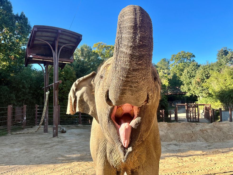 National Zoo euthanizes elephant days ahead of the election, inspiring talk of omens because of its namesake