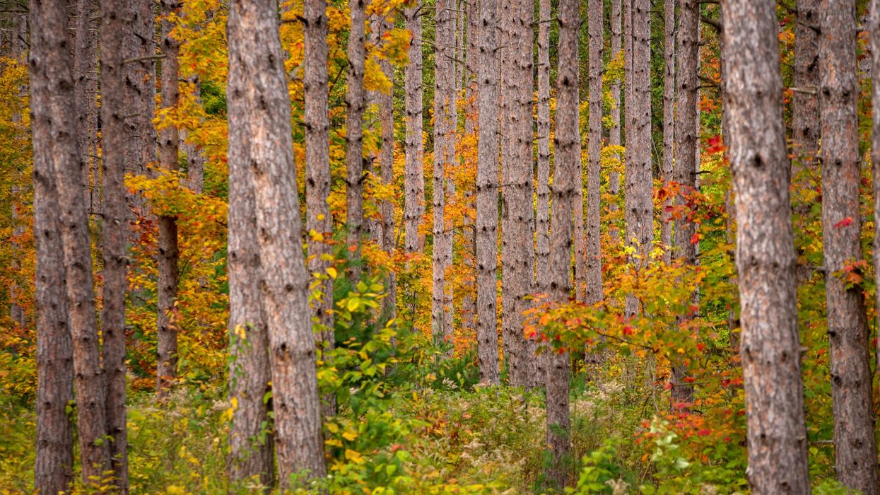 Natural resources officials plan to destroy 420 acres of Michigan forest — to help protect the environment