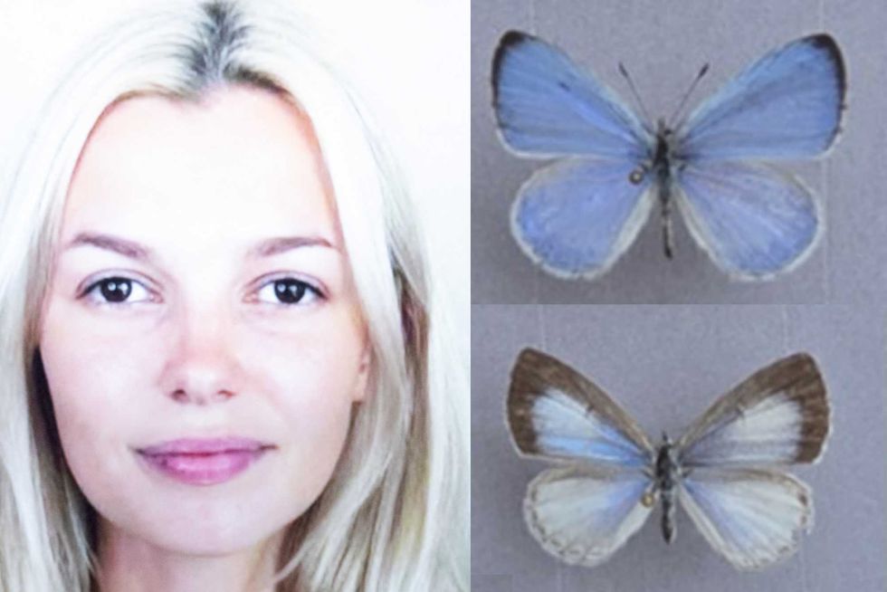New butterfly species named in honor of Ukrainian woman brutally murdered on Charlotte light rail