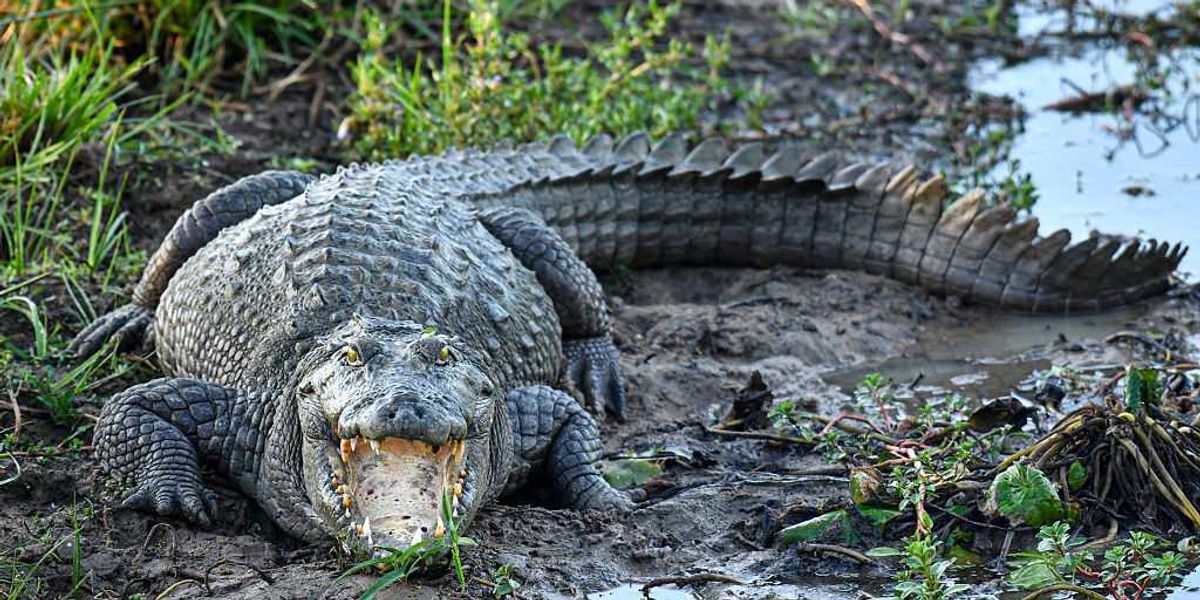 NIGHTMARE as 3-year-old winds up in crocodile pit — suspect is already back on the street