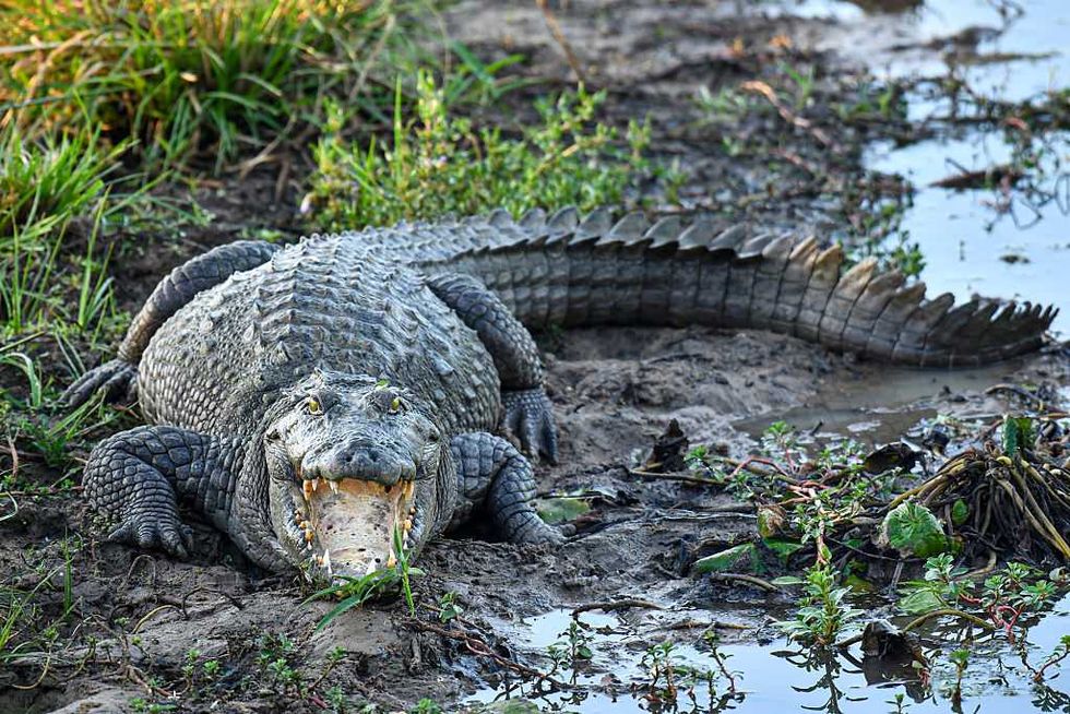NIGHTMARE as 3-year-old winds up in crocodile pit — suspect is already back on the street