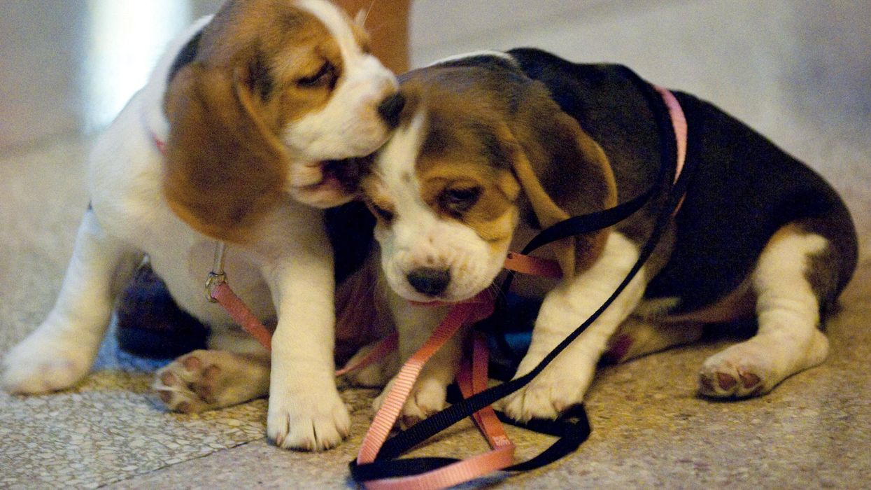 NIH division spends $2.3 million in taxpayer money to inject puppies with cocaine before killing, recycling them in lurid study: Report