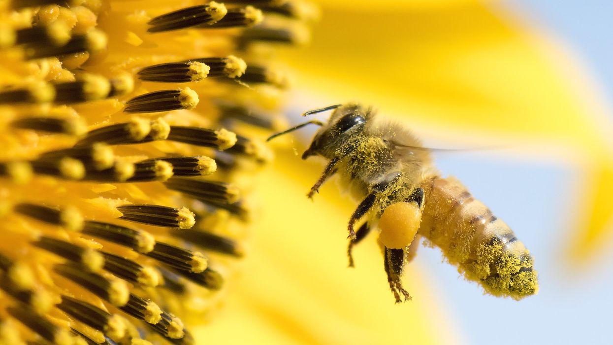 No climate crisis for thriving honeybees