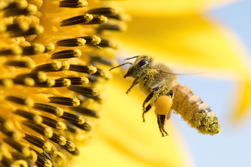 No climate crisis for thriving honeybees