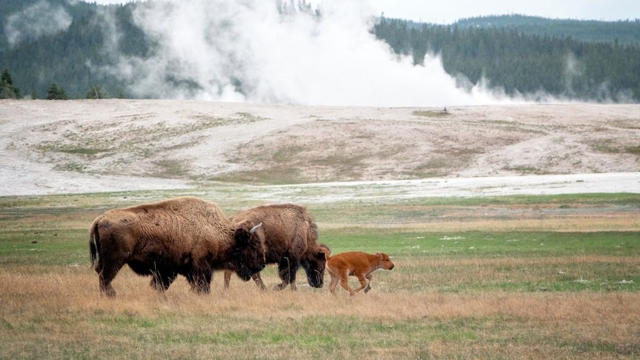 No, Mike Lee isn’t paving over Yellowstone for condos