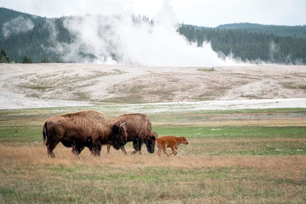 No, Mike Lee isn’t paving over Yellowstone for condos