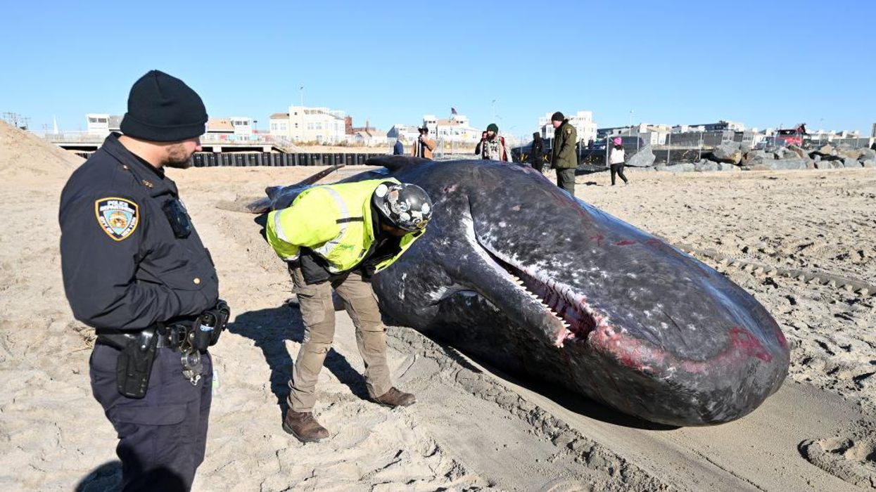 More whales turn up dead, raising concerns about threats posed by the offshore wind farms championed by Democrats