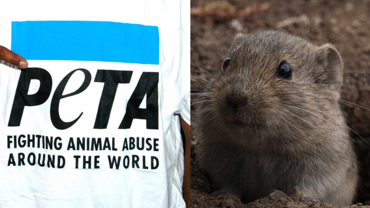 Oregon university ordered to pay $400K to PETA over experiment that made rodents ingest copious amounts of wine