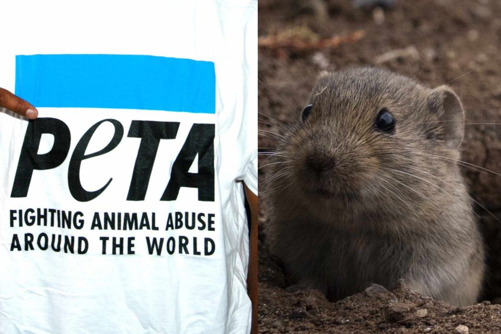 Oregon university ordered to pay $400K to PETA over experiment that made rodents ingest copious amounts of wine