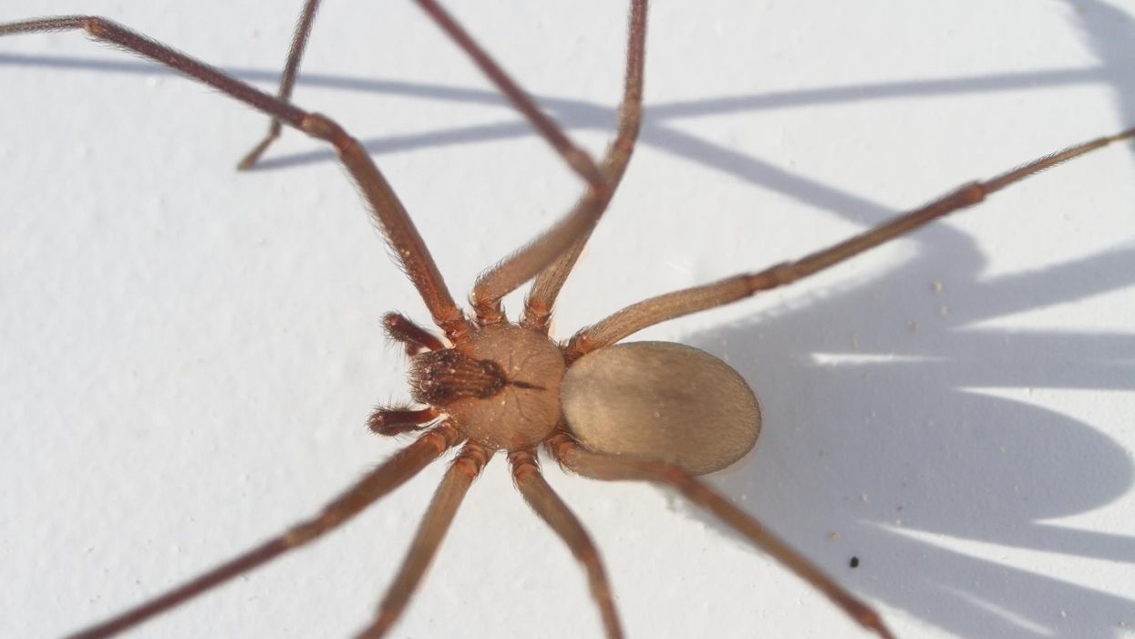 Pacific Islander advocate fighting for her life after contracting flesh-eating bacteria from 15 spider bites