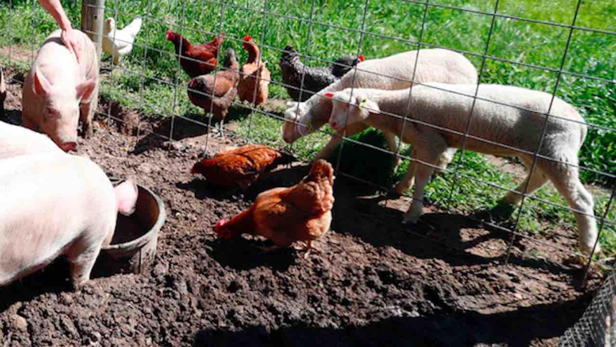 PETA says using animal names as verbal insults is 'supremacist language,' urges end to 'anti-animal slurs'