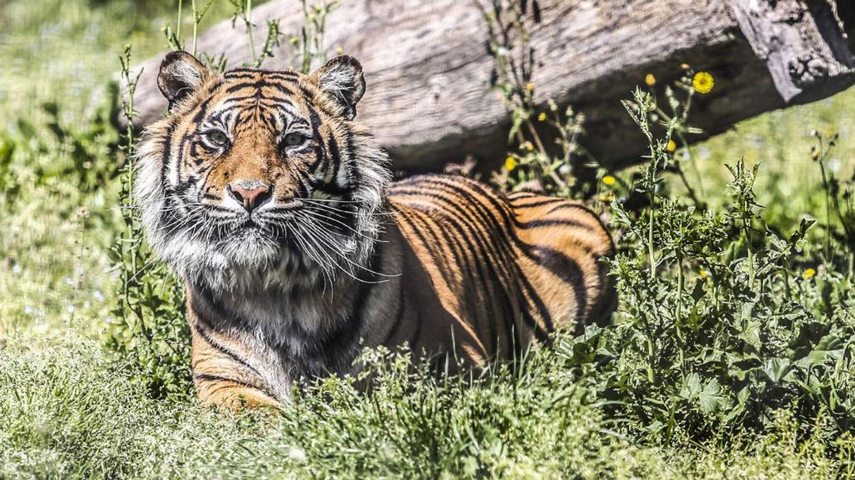 Police shoot and kill critically endangered tiger to free Florida man who stuck his arm in cage