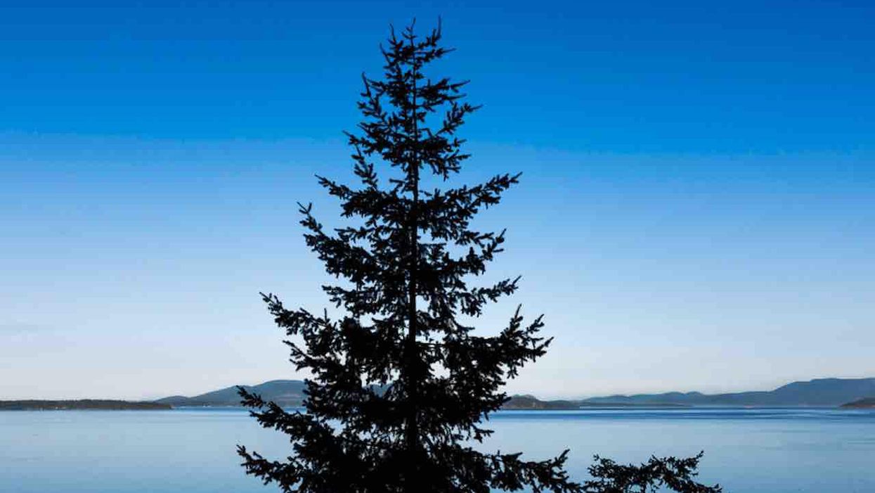 Portland high school's choice of new mascot — evergreen trees — could be a problem due to lynching connotations, officials say