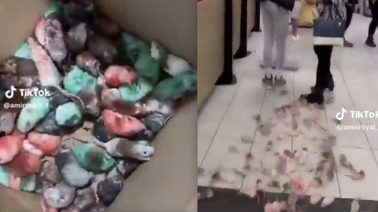 Pro-Palestinian punk tosses box of mice into UK McDonald's, hollers 'f*** Israel!'; rodents were dyed to match Palestinian flag colors