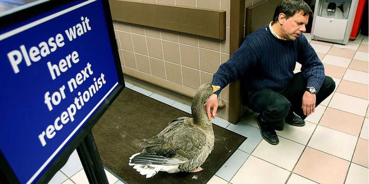 QUACK MEDICINE: Feds have insurance code for 'struck by a duck,' but not for gender detransition