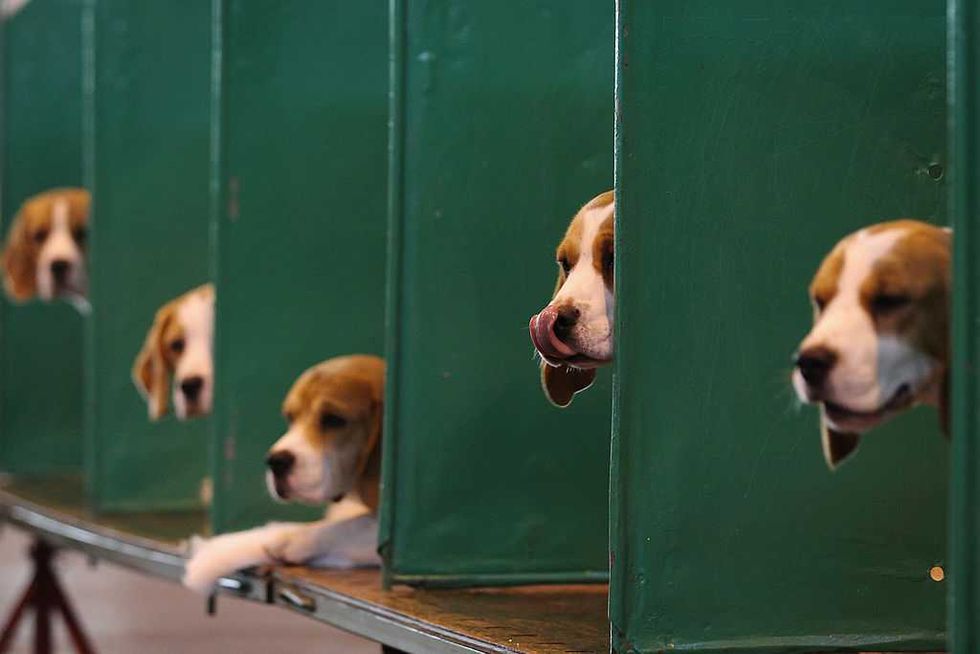 Republicans should take the easy win and stop medical testing on animals