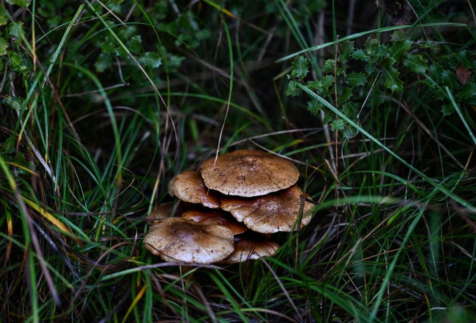 Researchers examine how fungus could be the food of the future‚ possibly replacing meat