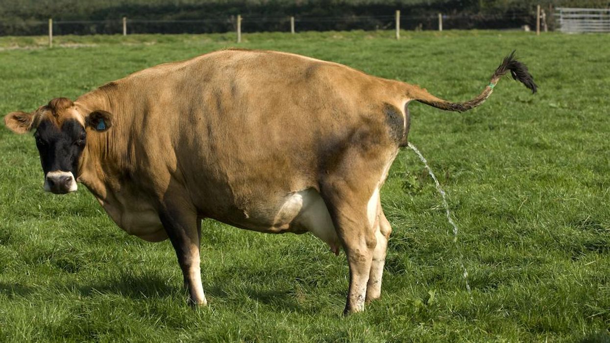 Researchers potty train cows in order to fight climate change