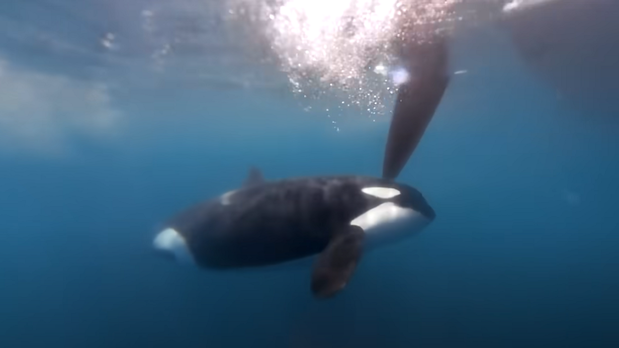 Riveting video shows killer whales attacking race yachts: 'Three orcas came straight at us and started hitting the rudders'