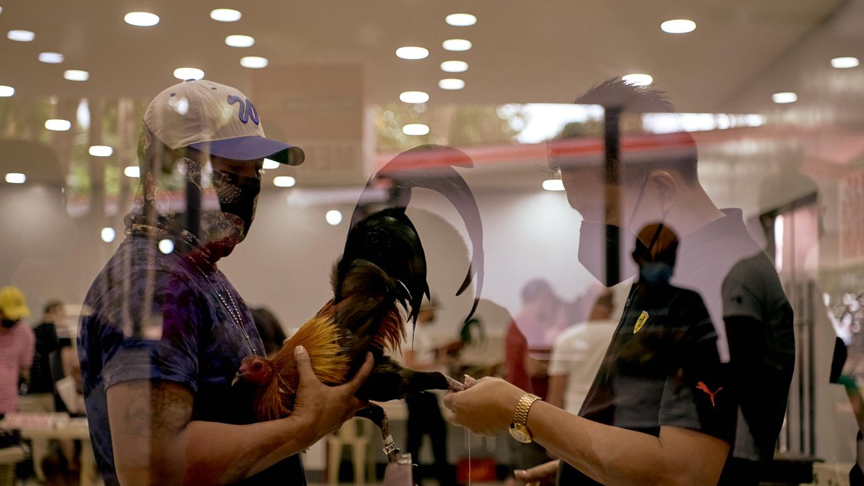 Rooster fitted with a 3-inch knife stabs man to death during cockfight training