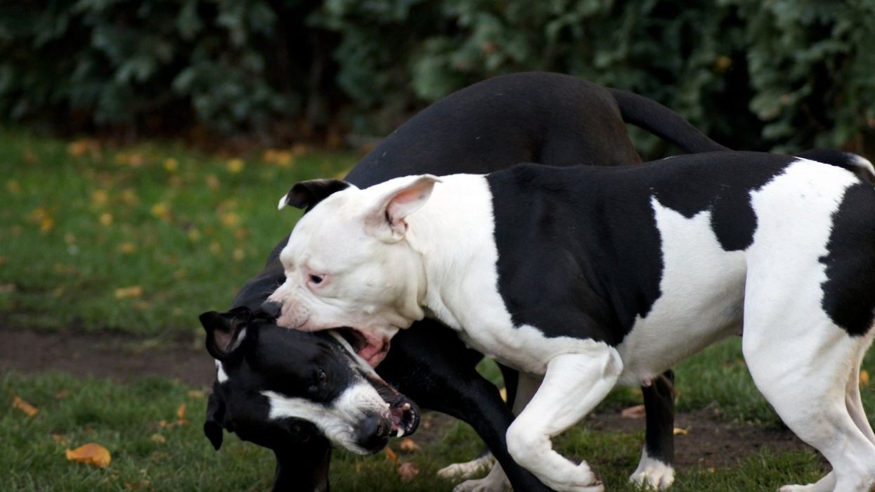 'Savage' pit bulls with cocaine in their systems kill gardening grandmother in 'gruesome' mauling: Lawsuit