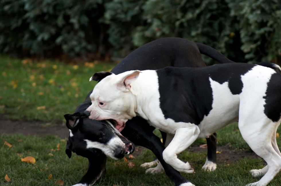 'Savage' pit bulls with cocaine in their systems kill gardening grandmother in 'gruesome' mauling: Lawsuit