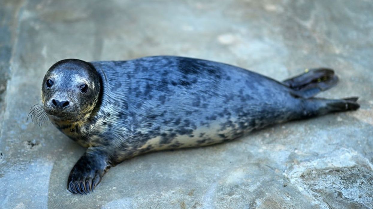 Scientists catch culprit behind serial seal decapitations in the act